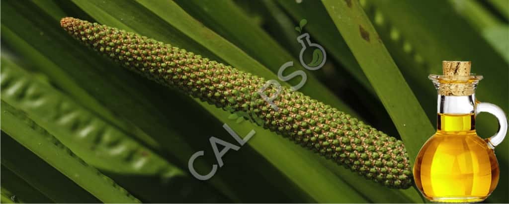Calamus etherische olie Prijs